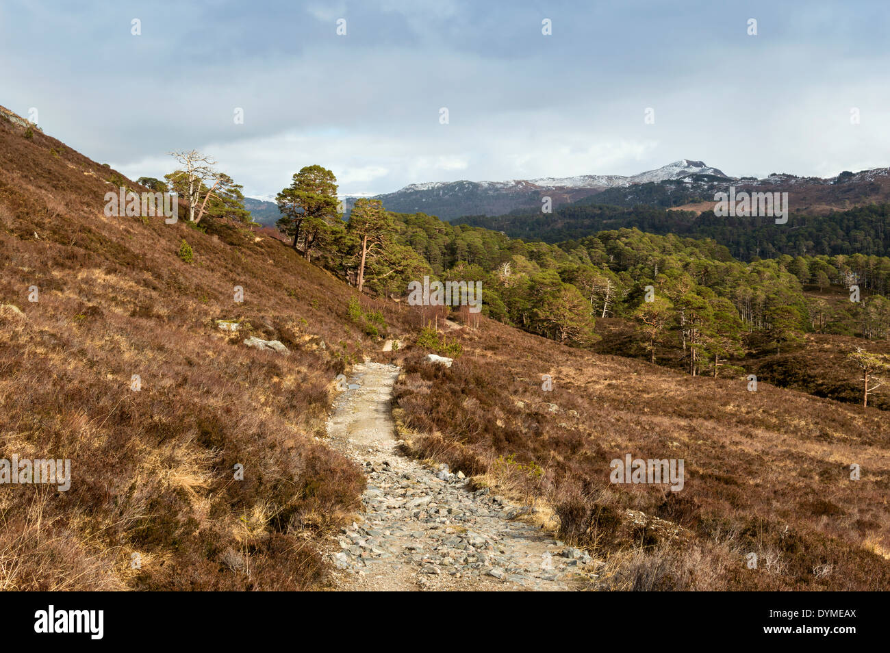 Il sentiero di Glen Affric che conduce al Caledonian PINETA IN PRIMAVERA Foto Stock