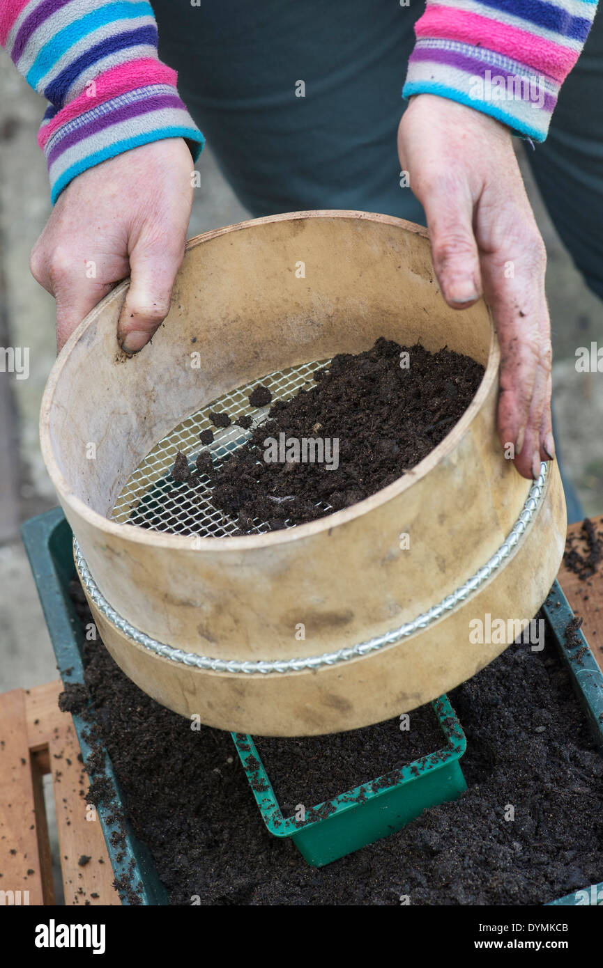 Giardiniere compost di vagliatura in un seme vassoio prima di piantare semi Foto Stock