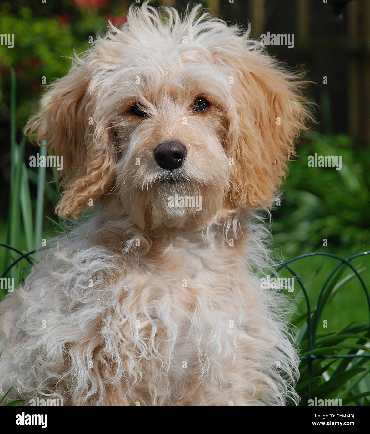 Charlie. Cavapoo il cucciolo di 6 mesi Foto Stock