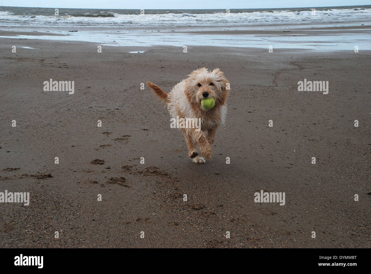 Charlie. Cavapoo il cucciolo di 6 mesi Foto Stock