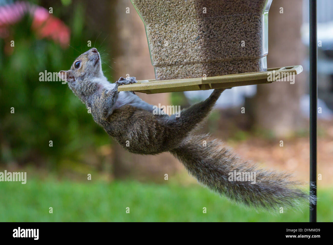 Orientale scoiattolo grigio aggrappati birdfeeder nel sud-ovest della Florida Foto Stock