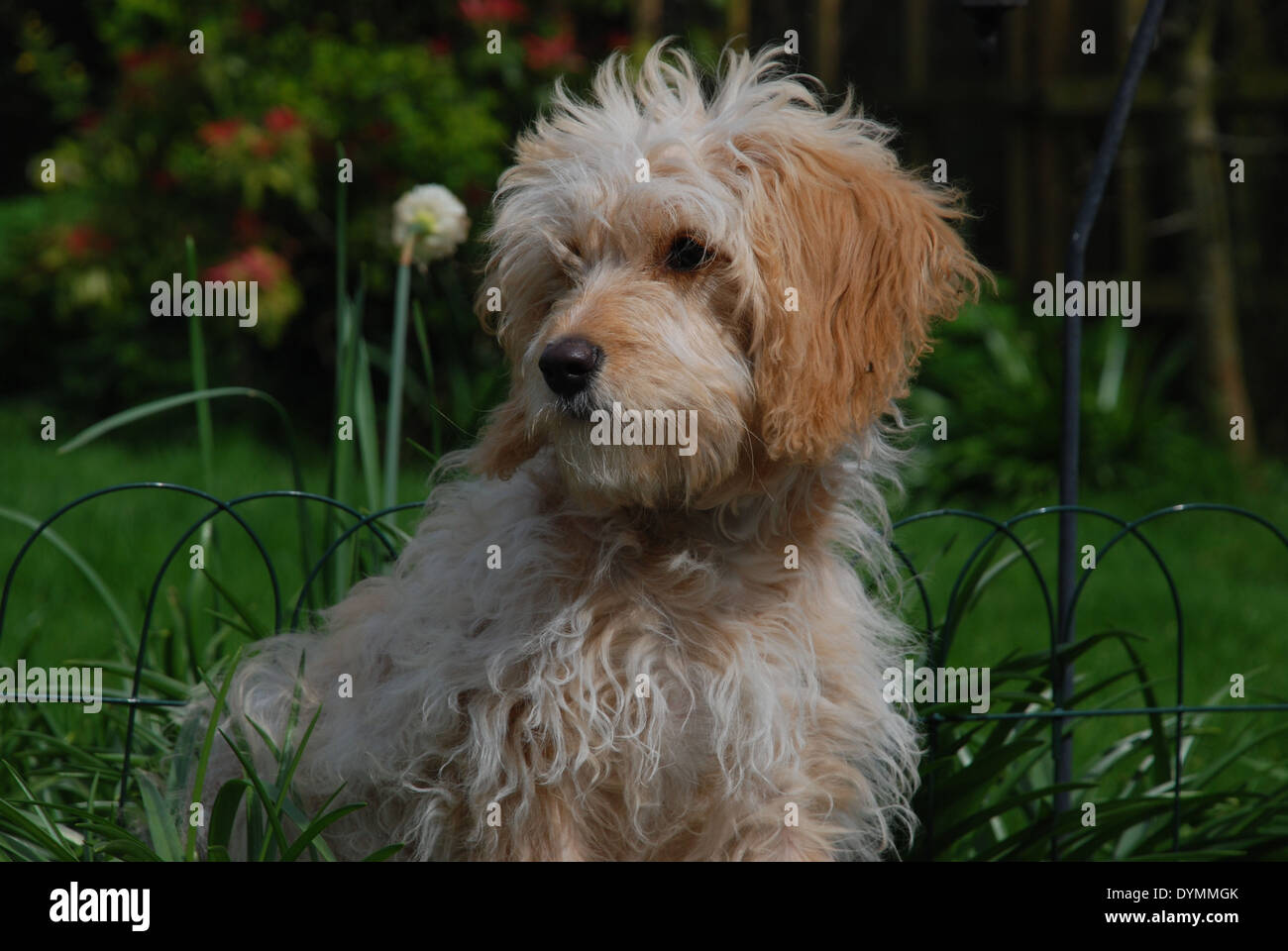 Charlie. Cavapoo il cucciolo di 6 mesi Foto Stock