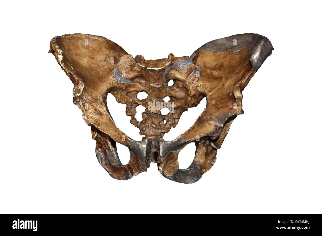 Bacino di uomo di Neanderthal Foto Stock