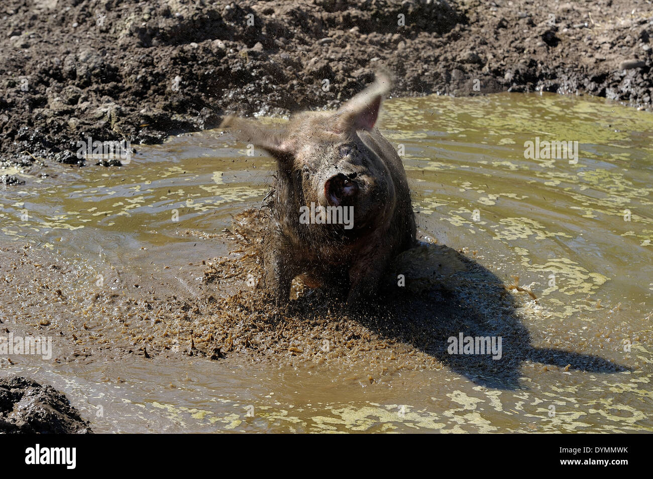 Un maiale in un bagno di fango agitando l'acqua Foto Stock