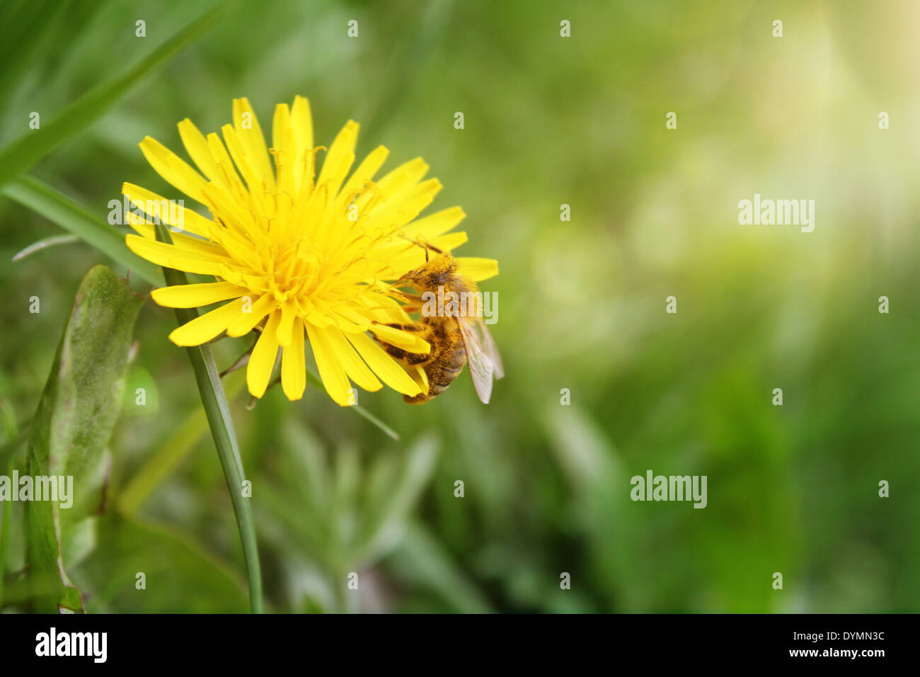 Bee sip nettare dal fiore giallo Foto Stock