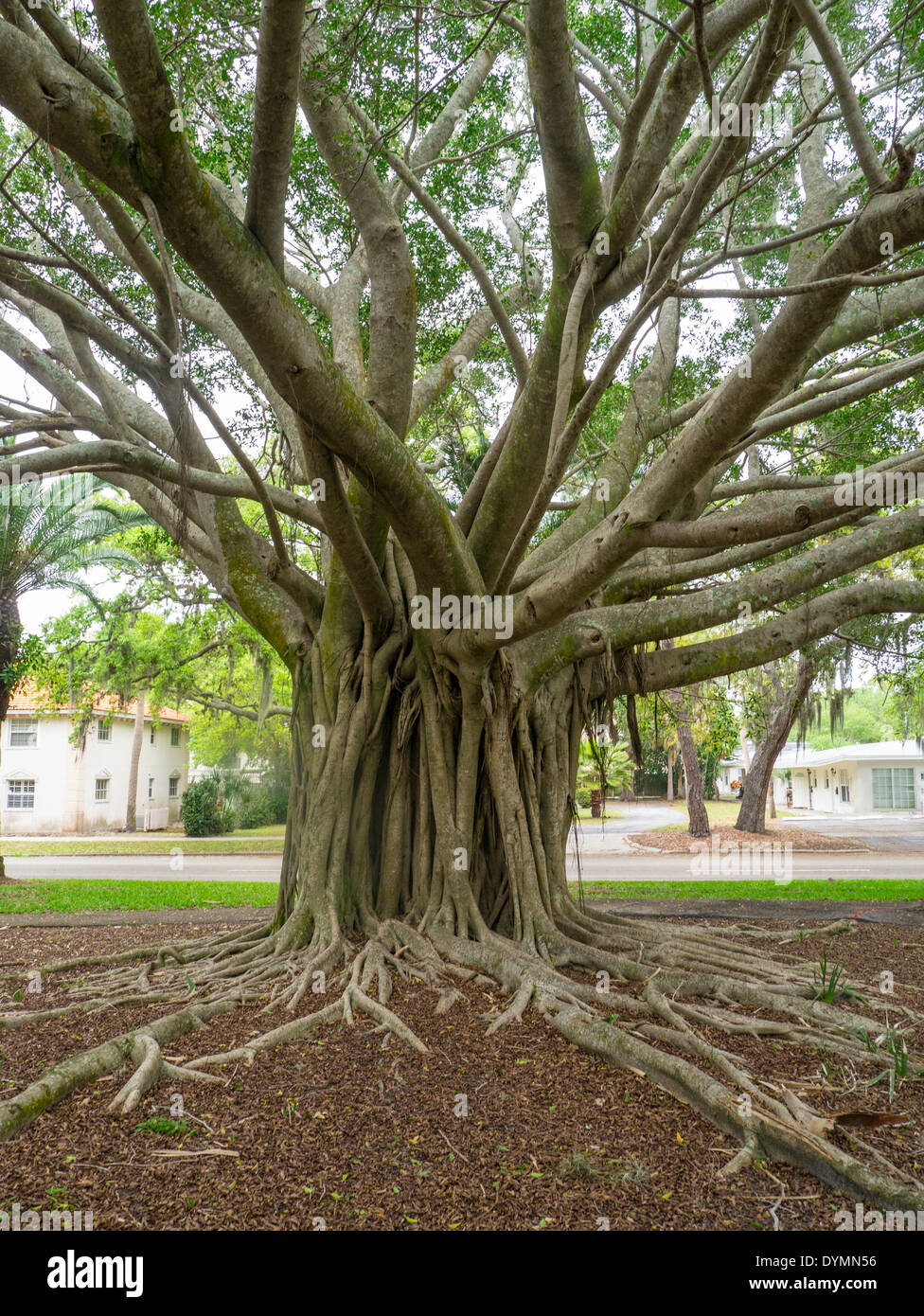 Banyan Tree su Venezia Avenue nel centro di Venezia in Florida Foto Stock