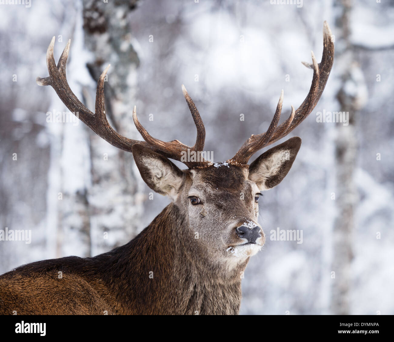 Le renne (rangifur tarandus) mostra off magnifici palchi Foto Stock