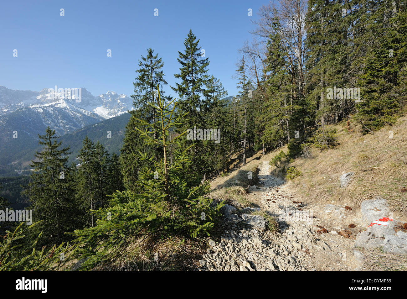 Sentiero escursionistico attraverso le conifere e Karwendel mountain range in background, Hinterriss, Tedesco Austriaco nella zona di confine Foto Stock