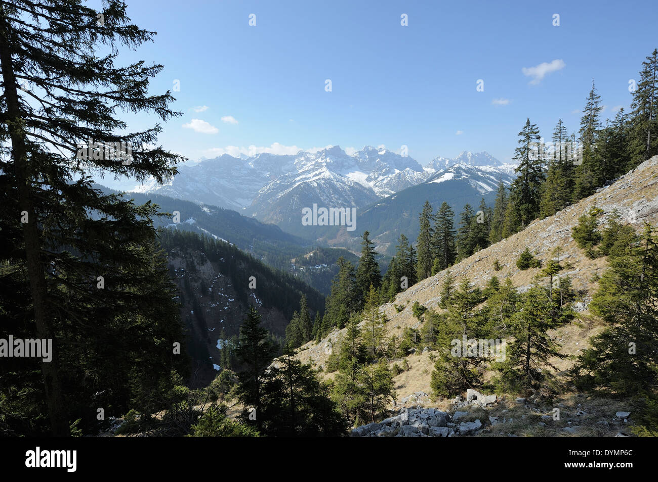 Conifere e Karwendel mountain range in background, Hinterriss, Tedesco Austriaco nella zona di confine Foto Stock