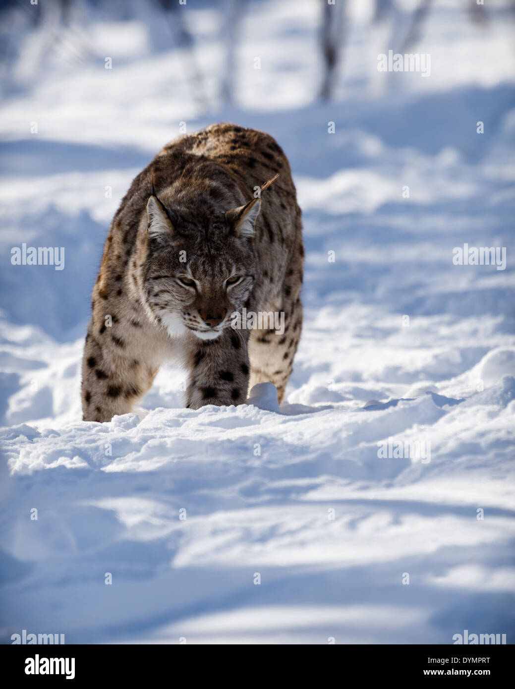 La lince euroasiatica (Lynx lynx) stalking preda nella neve Foto Stock