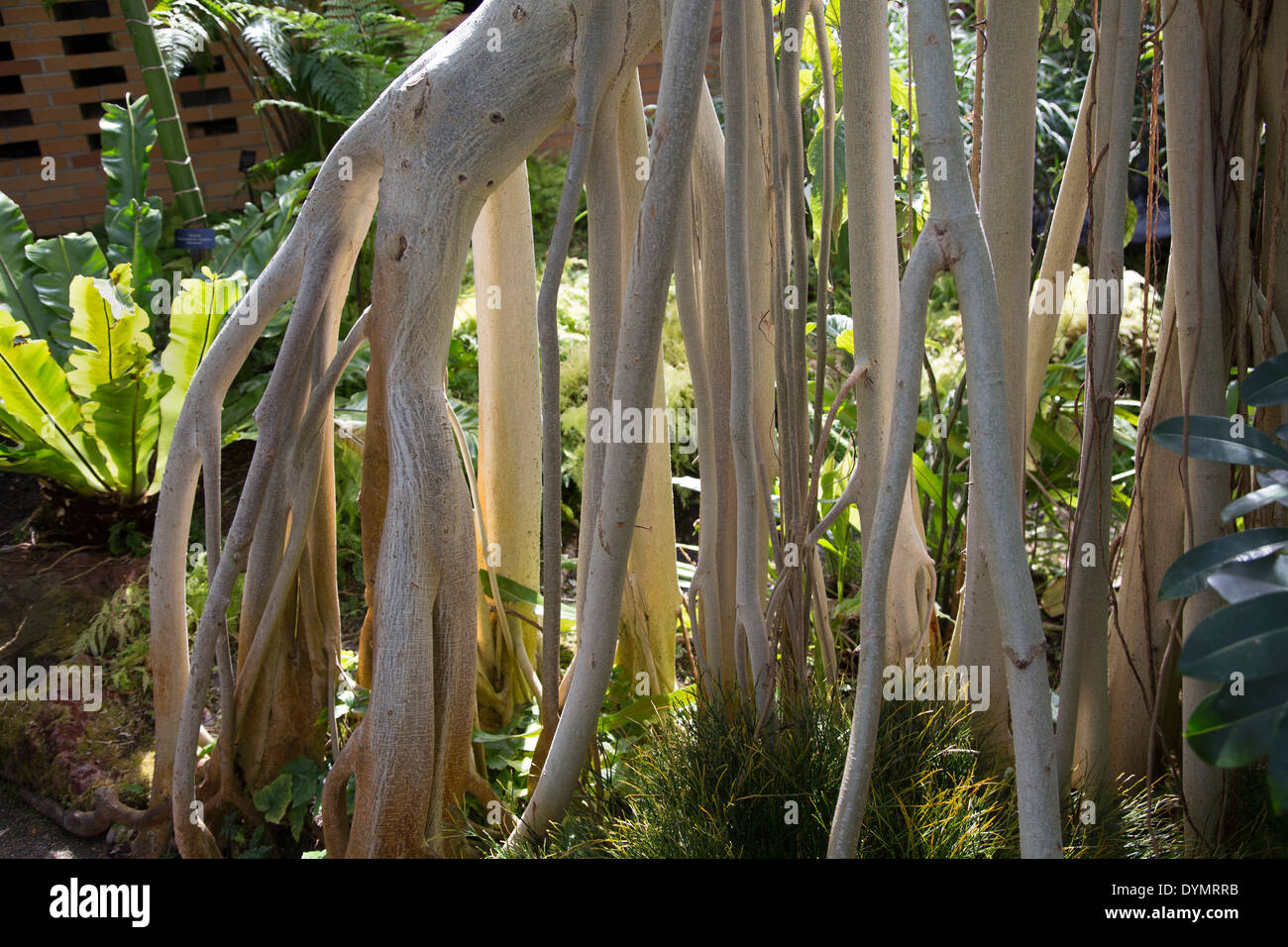 Un indiano banyan tree (Ficus benghalensis) nella casa tropicale presso l'Università del Michigan Matthaei Botanical Gardens. Foto Stock
