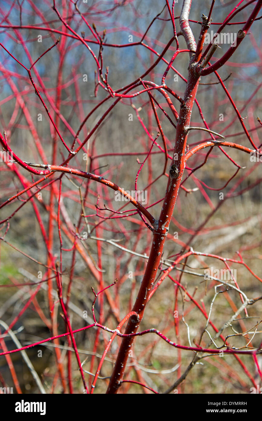 Ann Arbor, Michigan - rosso-vimini sanguinello (Cornus sericea) presso l'Università del Michigan Matthaei Botanical Gardens. Foto Stock