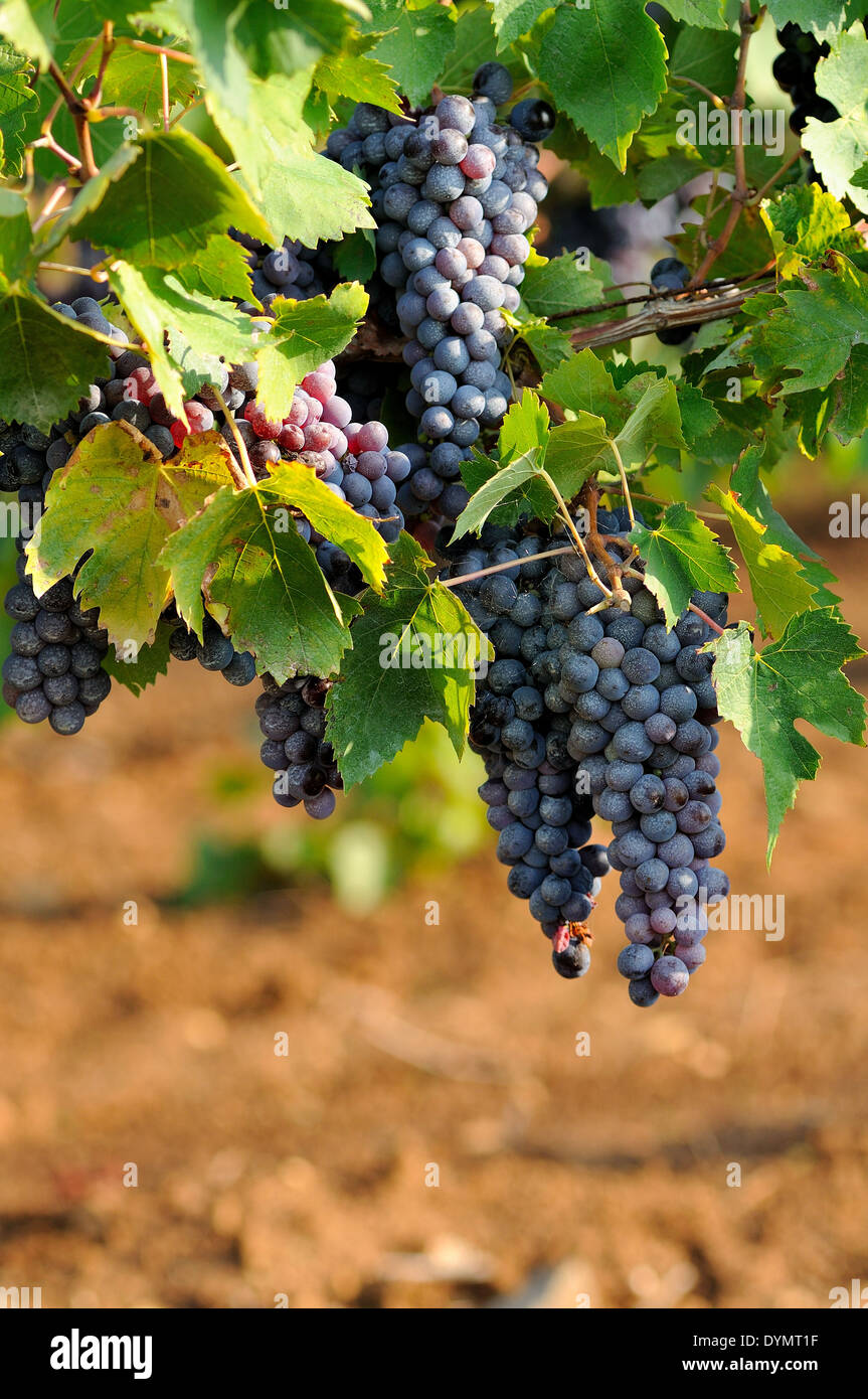 Le uve rosse per il vino italiano Foto Stock