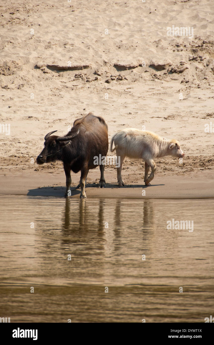 Vista verticale di una femmina di bufalo indiano di acqua con il suo vitello sulle rive del fiume Mekong. Foto Stock Vista verticale di una femmina di bufalo indiano di acqua con il suo vitello sulle rive del fiume Mekong. Foto Stock