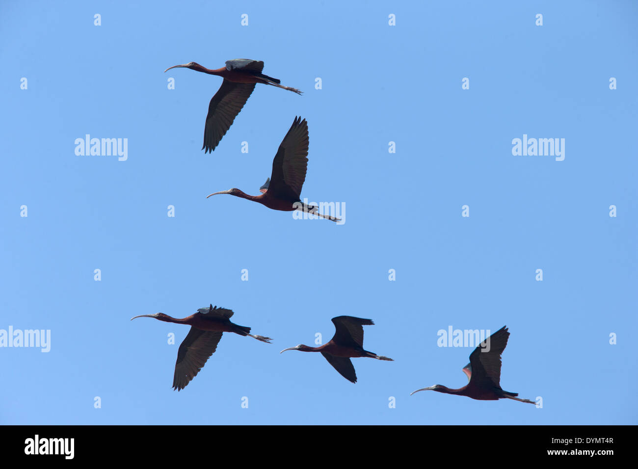 Un gregge di 5 ibis lucido in volo contro un cielo blu, Manavgat, Turchia. Foto Stock