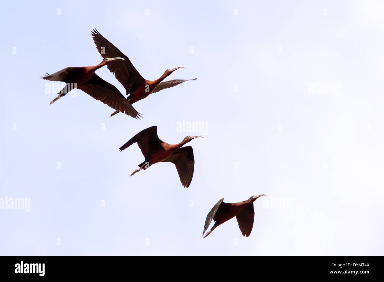 Un gregge di 4 ibis lucido in volo contro un cielo blu, Manavgat, Turchia. Foto Stock