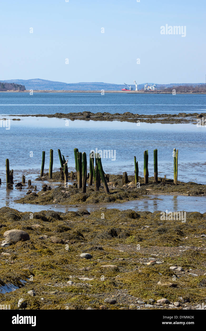 I resti del molo in una volta fiorente porto marittimo di Stockton molle, Maine. Foto Stock