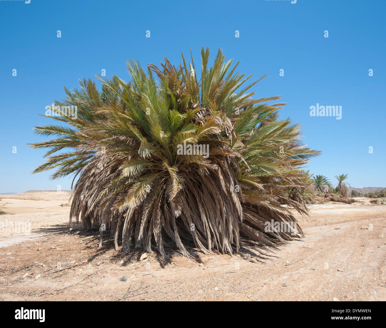 Data grande albero di palme Phoenix dactylifera in un isolato deserto arido paesaggio Foto Stock