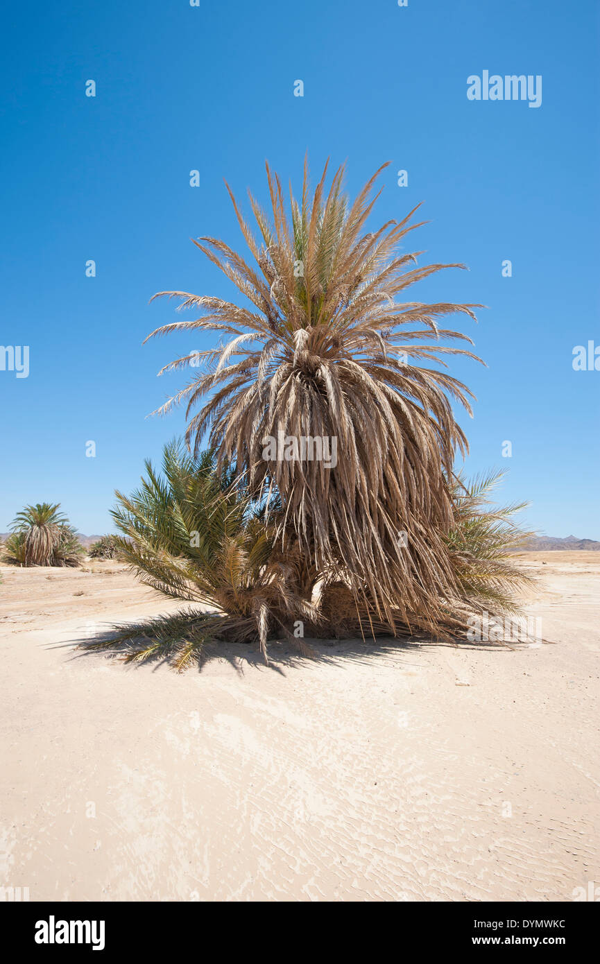 Data grande albero di palme Phoenix dactylifera in un isolato deserto arido paesaggio Foto Stock