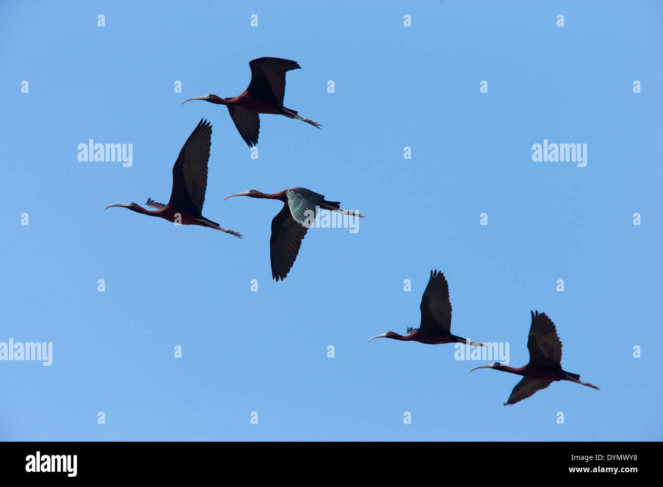 Un gregge di 5 ibis lucido in volo contro un cielo blu, Manavgat, Turchia. Foto Stock