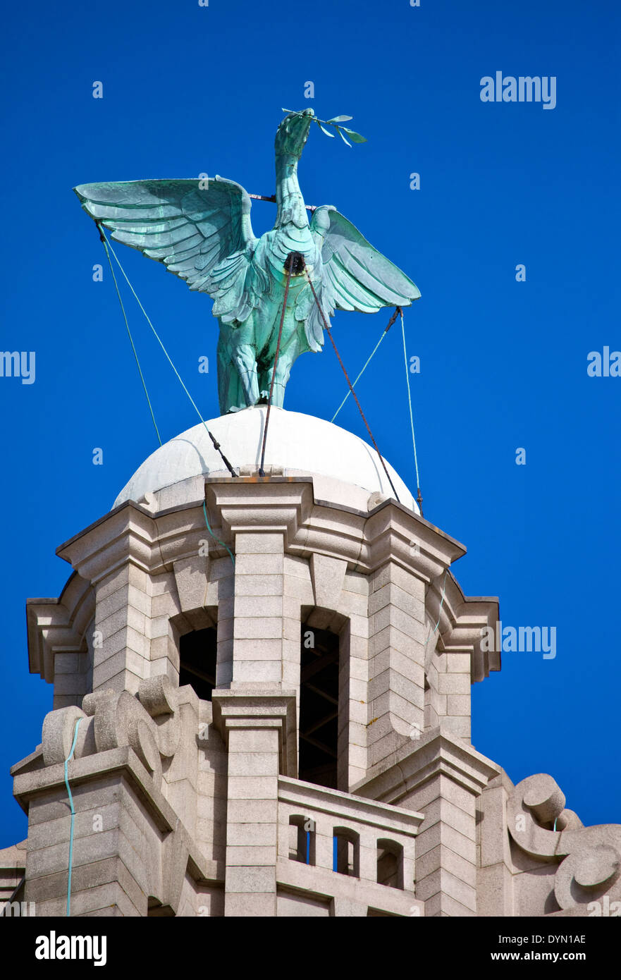 Un fegato Bird statua appollaiato sullaparte superiore del Royal Liver Building in Liverpool. Foto Stock