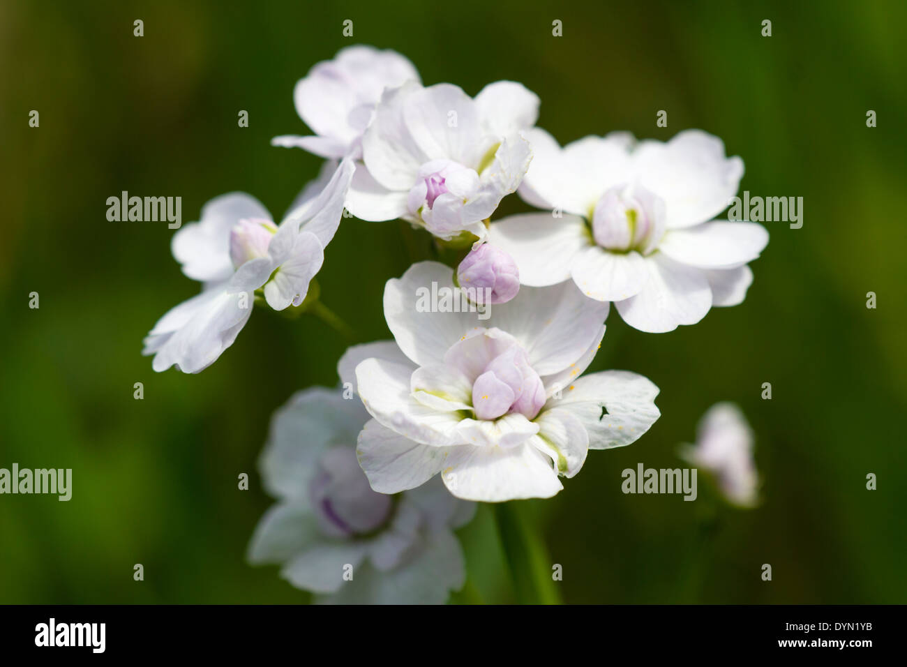 Doppia forma fiore della pianta del cuculo, cardamine pratensis " Flora Pleno', in un legno di Devon Foto Stock