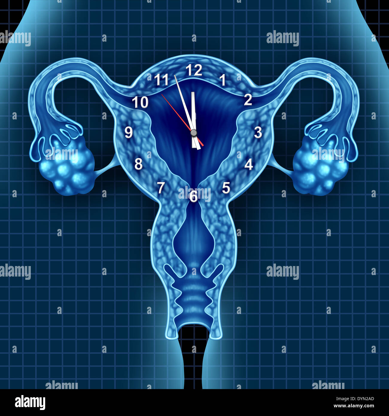 Orologio biologico ticchettio di concetto con un pezzo di tempo su utero  umano e nelle ovaie come una metafora di fertilità per lo sforzo di rendere  un bambino contro l'età riproduttiva di