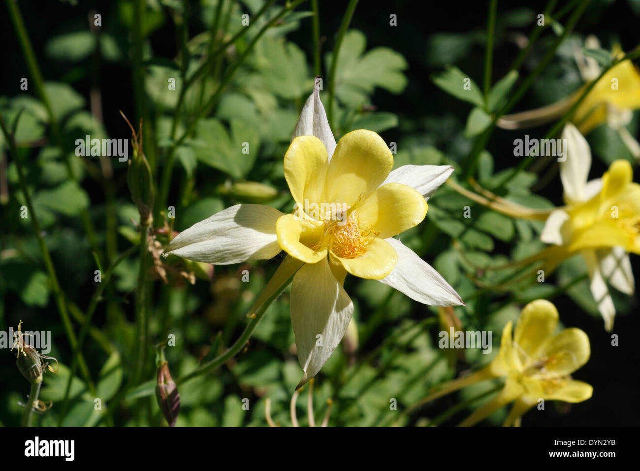 Columbine giallo fiore in fiore Foto Stock