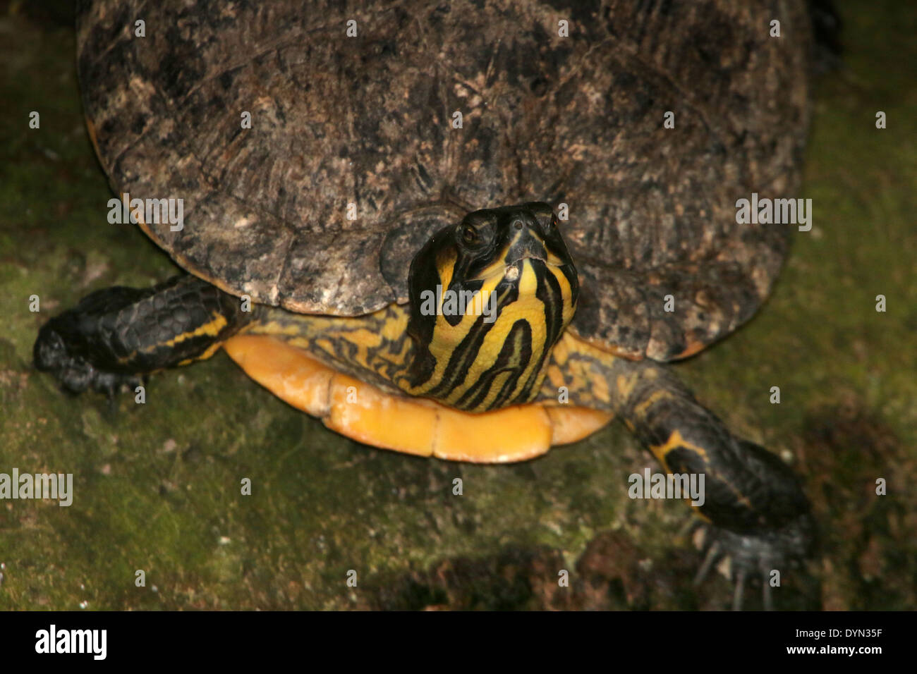 Cumberland cursore (Trachemys scripta troosti) un semi-acquatici specie di tartaruga dal sud del STATI UNITI D'AMERICA Foto Stock