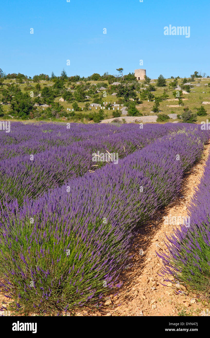 Campi di Lavanda a Sault, provence alpes-de-Haute-Provence, Francia, Foto Stock