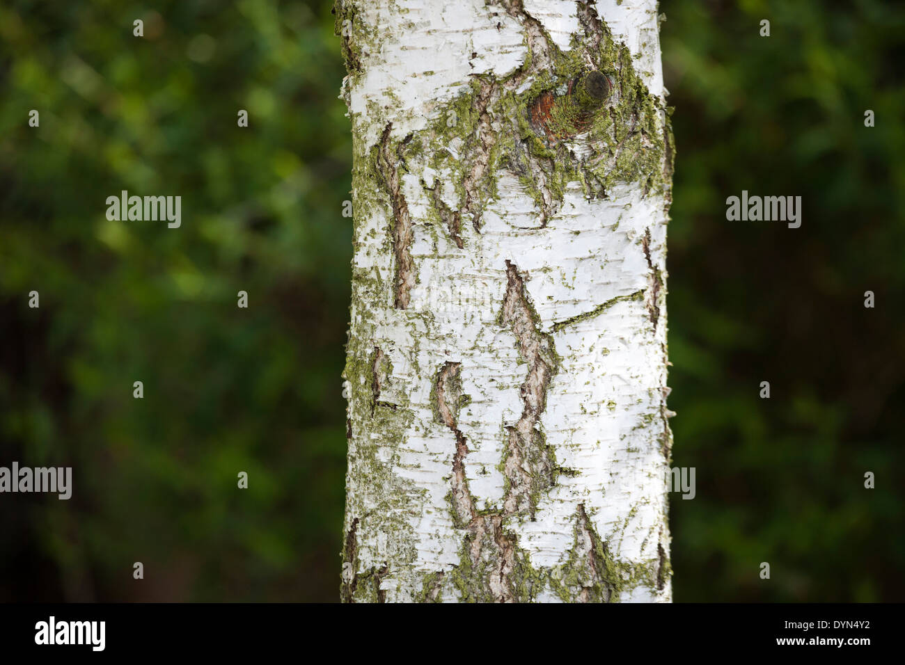 Argento di corteccia di betulla,, Betula pendula, nel Northamptonshire, England Regno Unito Foto Stock