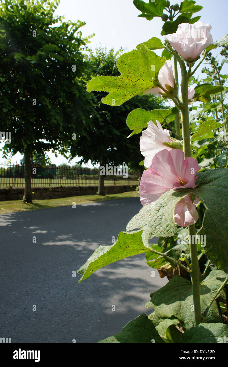 Rosa fiori selvaggi e alberi che crescono lungo la strada in Honfleur Francia Foto Stock