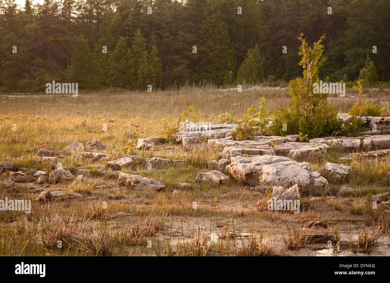 Tipica tipi di roccia e un piccolo albero di cedro trovata a cantare sands, Bruce Peninsula National Park, Ontario, Canada. Foto Stock