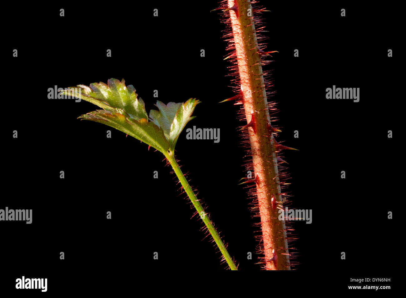 Spinosa vitigno Blackberry su sfondo nero Foto Stock