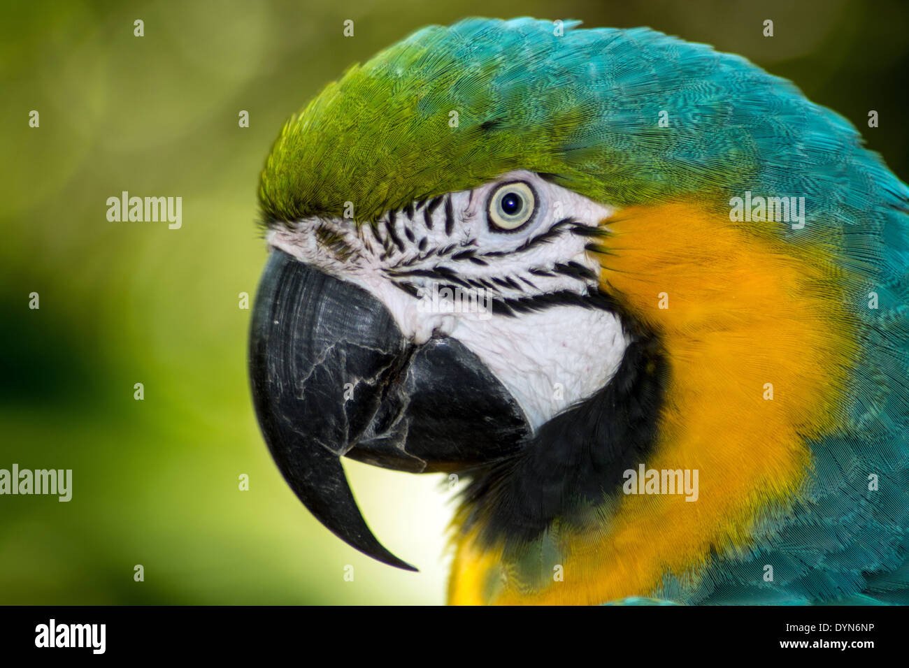 Amazzonia Blu e Oro Macaw closeup ritratto. Foto Stock