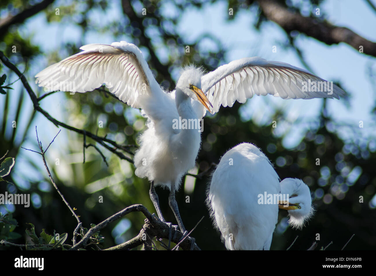 Airone bianco maggiore pulcini testare le loro ali. Foto Stock