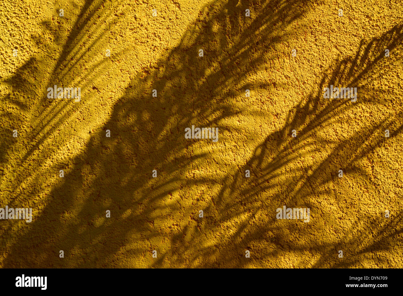 Palm tree lascia ombre su un giallo parete in stucco a Sol Palmeras Varadero cuba Foto Stock