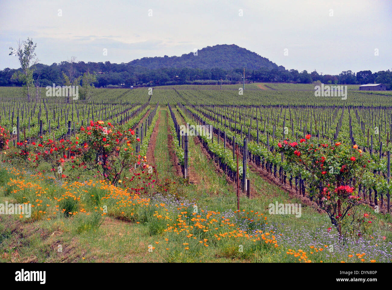 Napa Valley vineyard con fiori in primavera Foto Stock