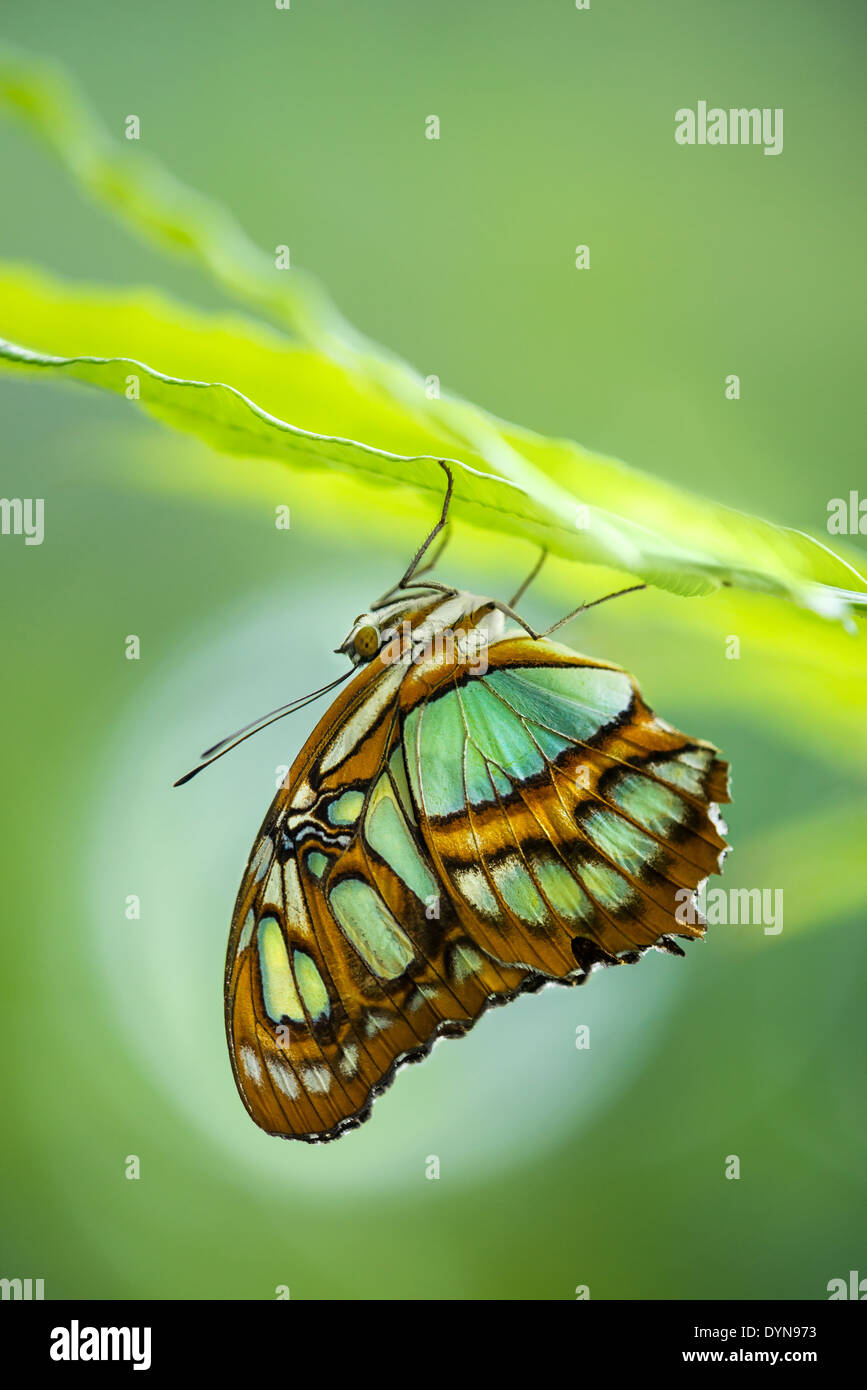 Malachite butterfly (Siproeta stelenes) Foto Stock