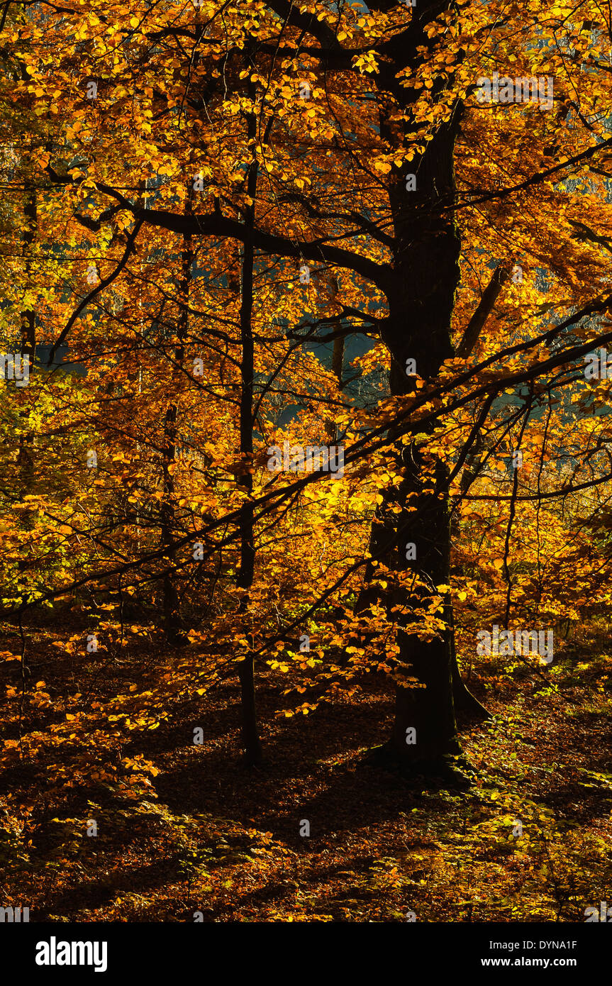 Close-up di alberi di autunno Foto Stock