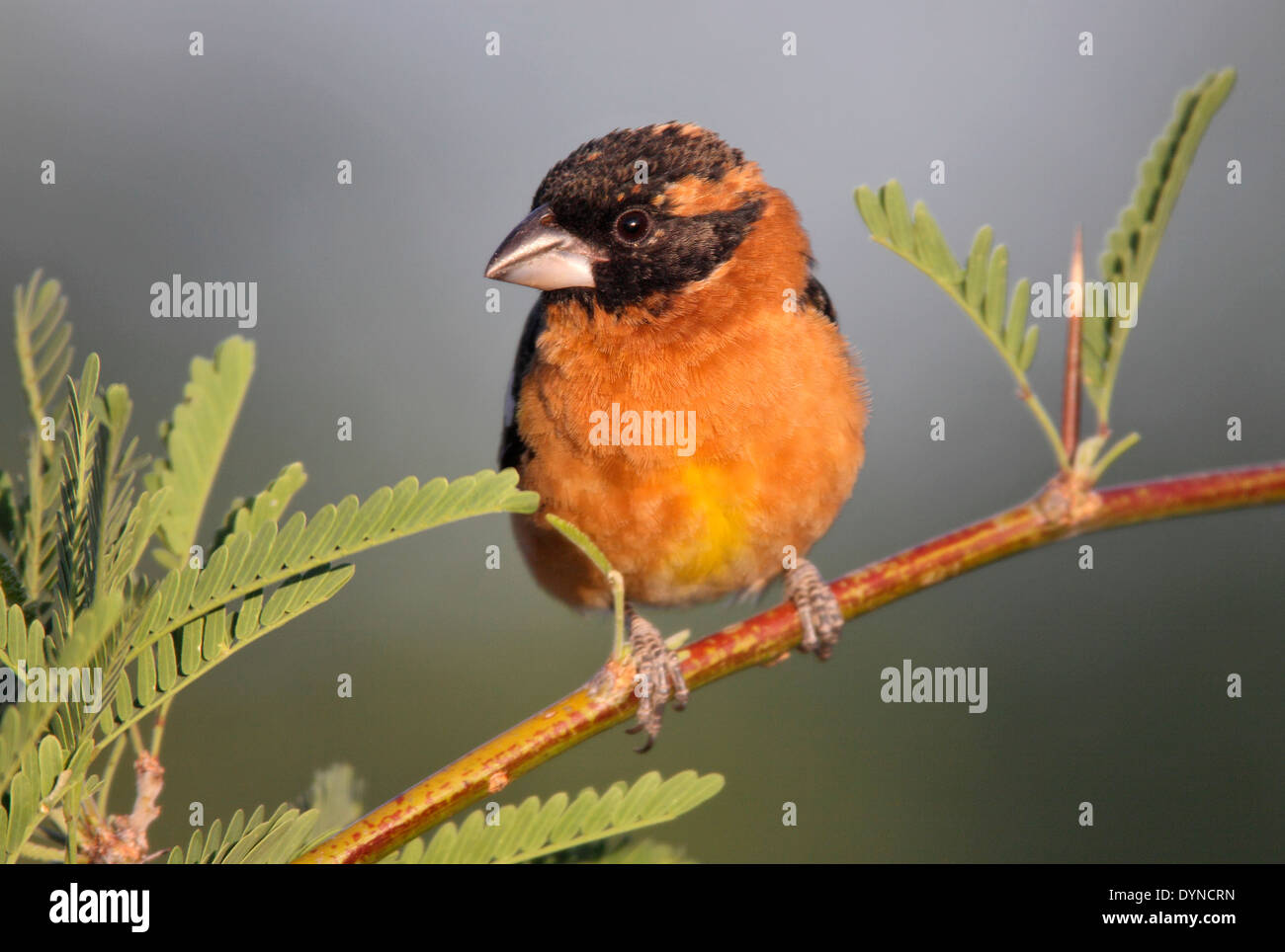 A testa nera - Grosbeak melanocephalus Pheucticus - maschio Foto Stock