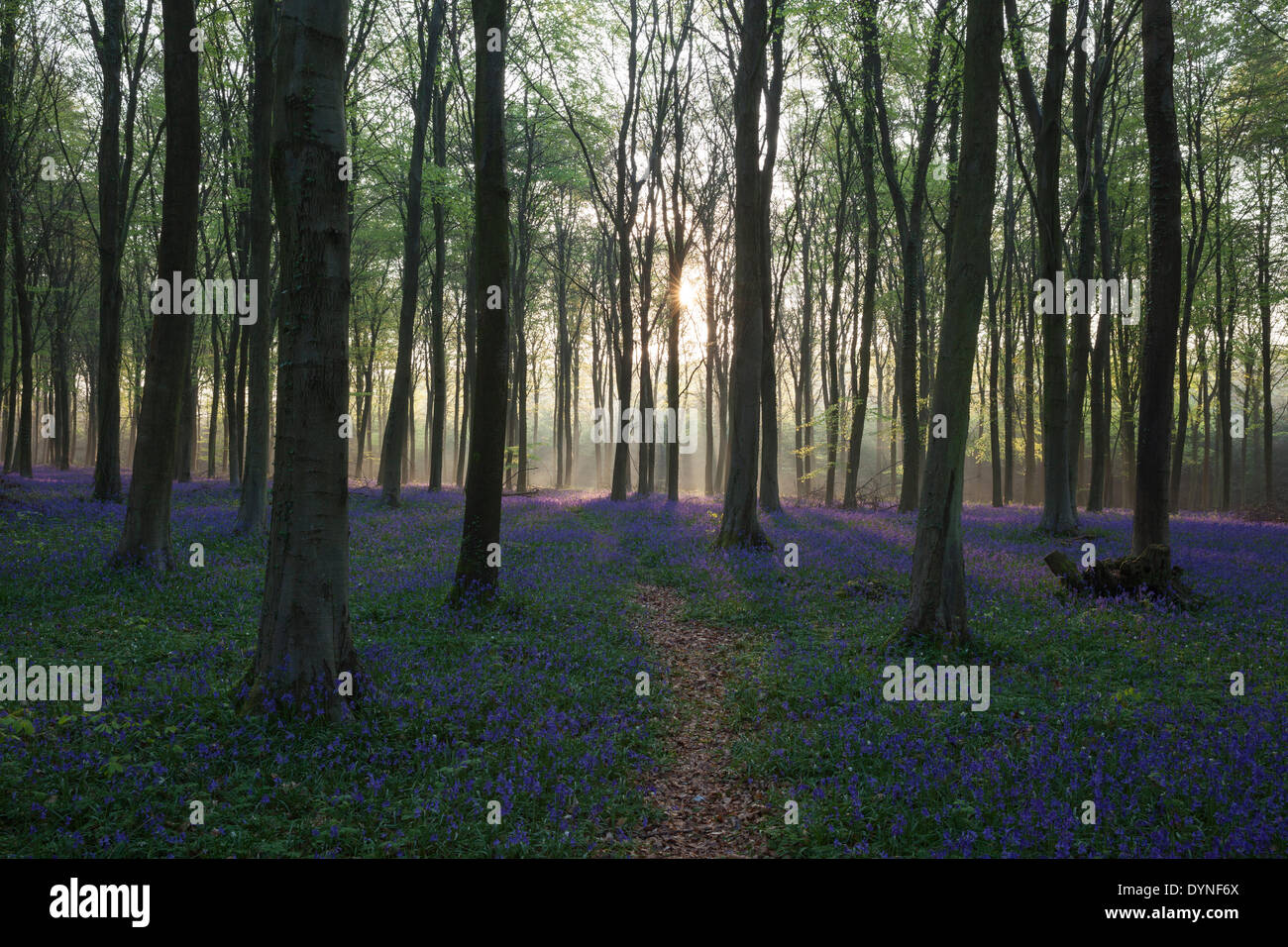 Tramonto su un bluebell wood nel West Sussex, in Inghilterra Foto Stock