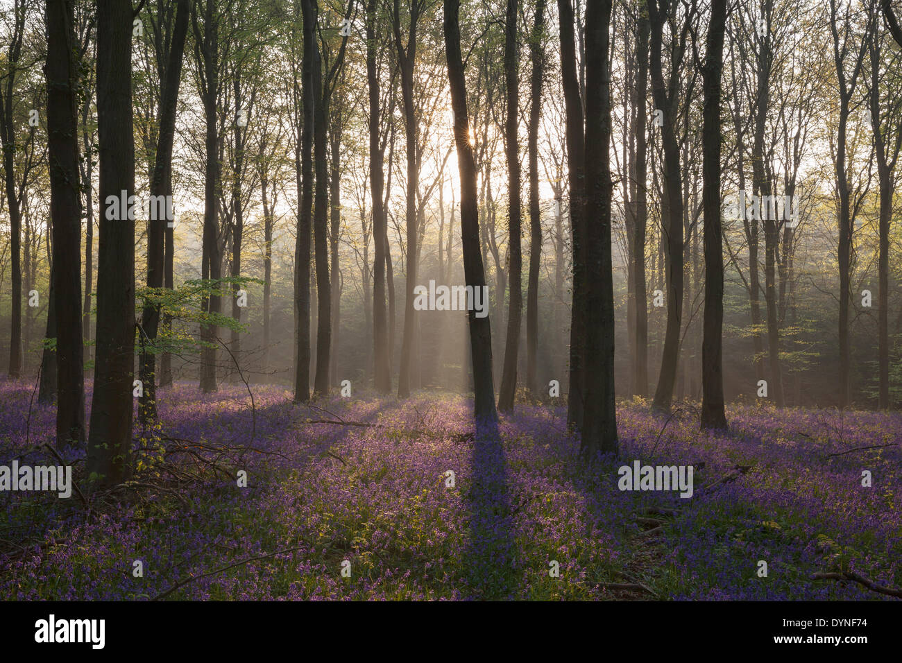 Raggi di sole che gettano ombre su un tappeto di bluebells inglese in un bosco nel West Sussex, in Inghilterra Foto Stock