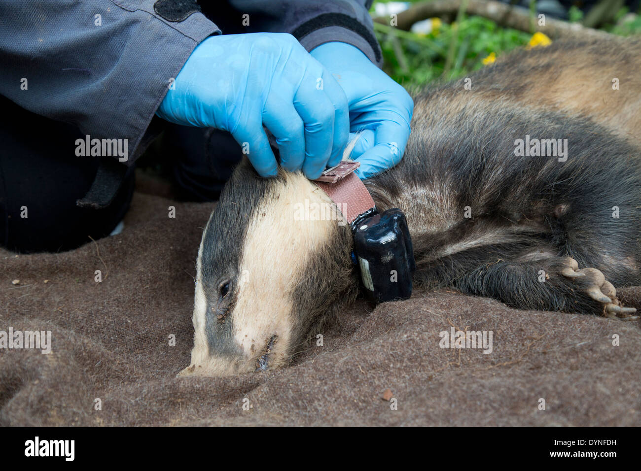 Tagging Anaethetised Badger con dispositivo di inseguimento; Meles meles; Regno Unito Foto Stock