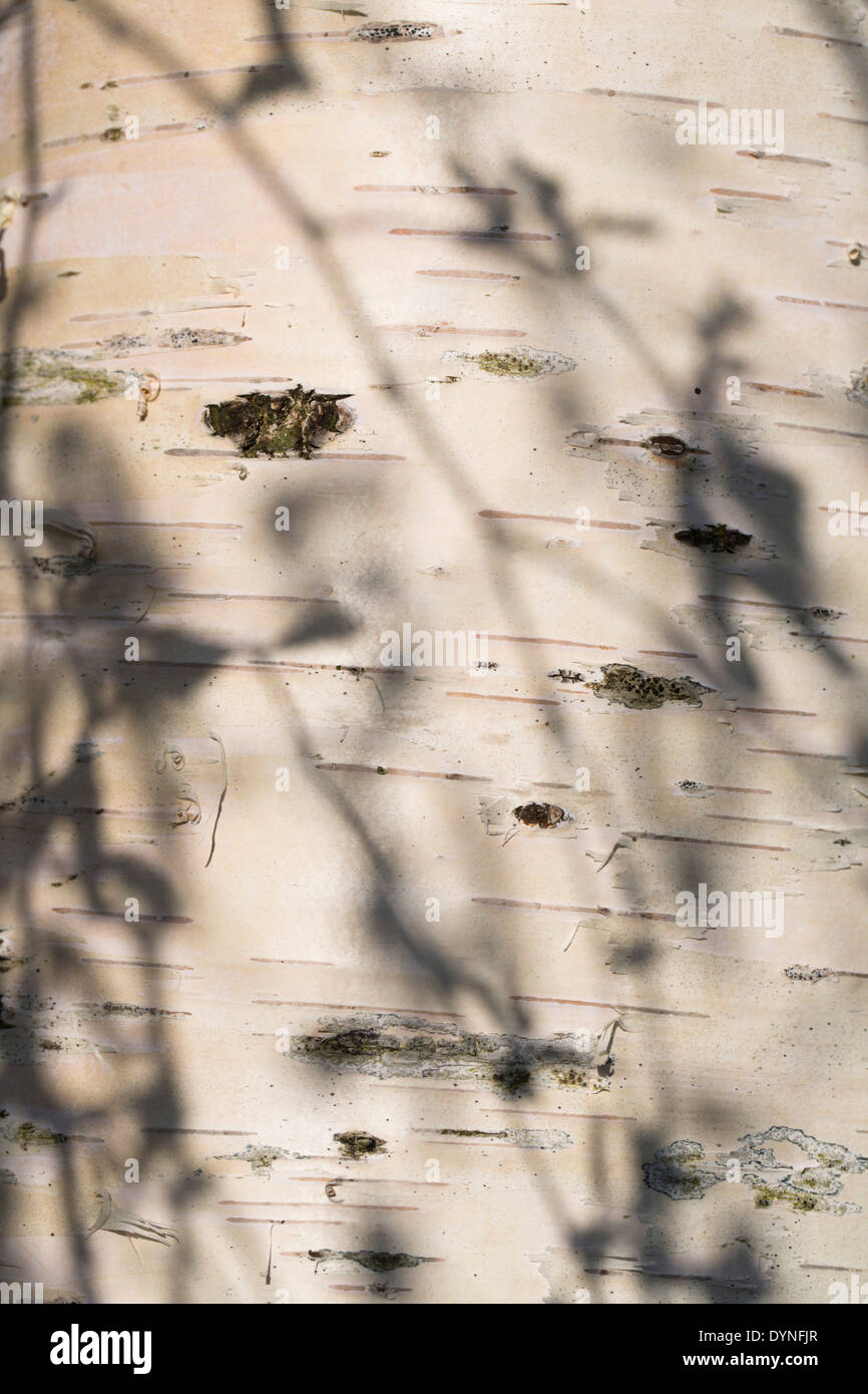 Betulla Trunk; Betula pendula; Devon, Regno Unito Foto Stock