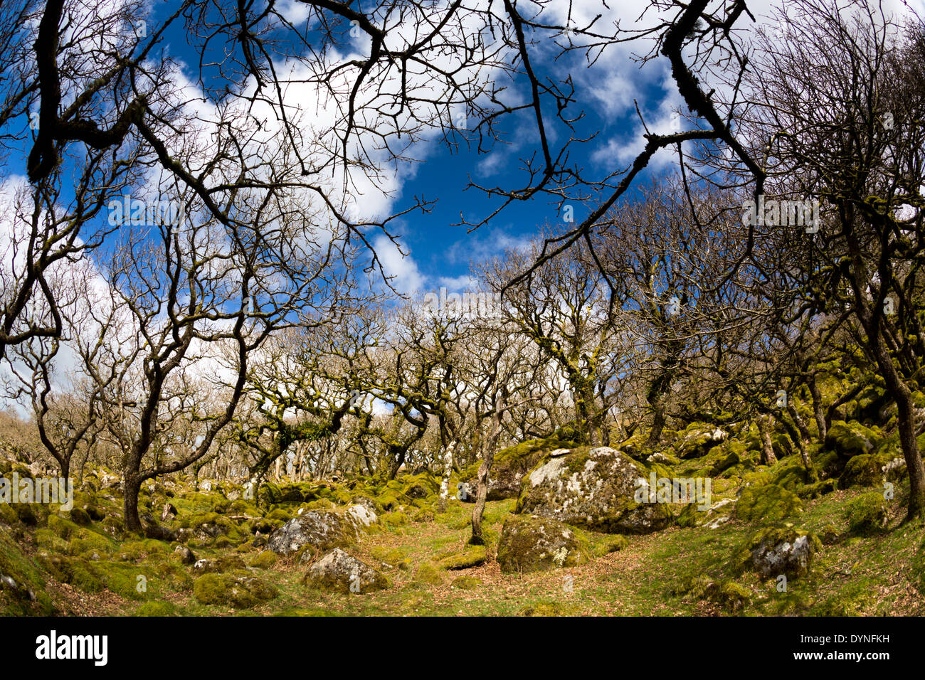 Nero a Tor Copse;; Dartmoor Devon, Regno Unito Foto Stock
