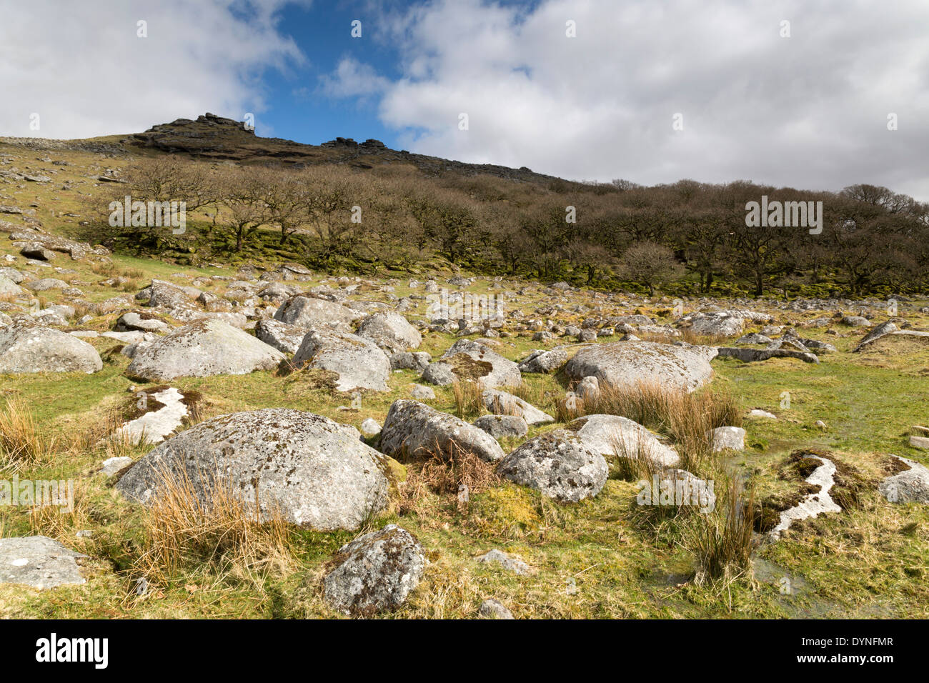 Nero a Tor Copse;; Dartmoor Devon, Regno Unito Foto Stock