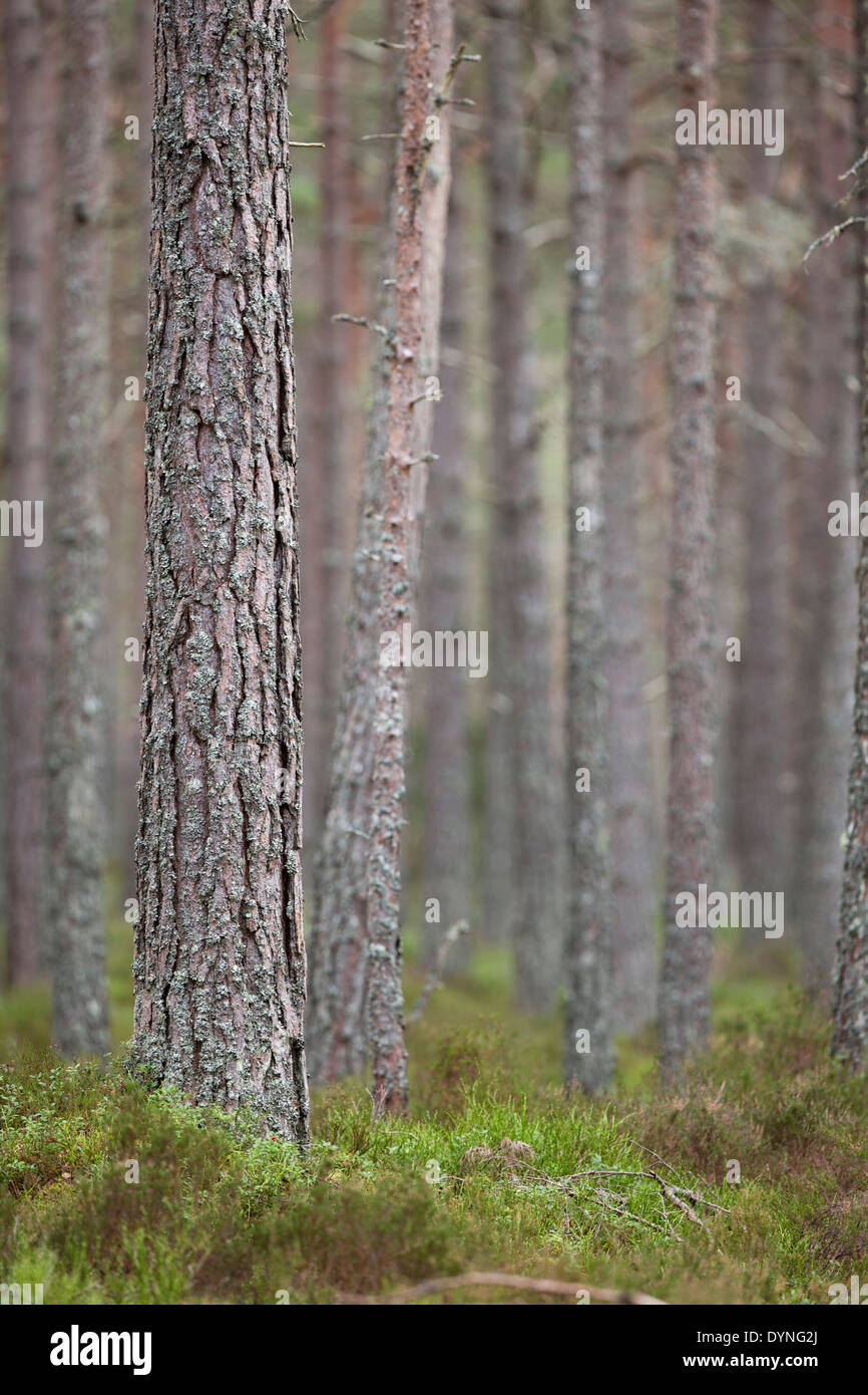 Caledonian Pineta; Nethy Bridge; Scozia - UK Foto Stock