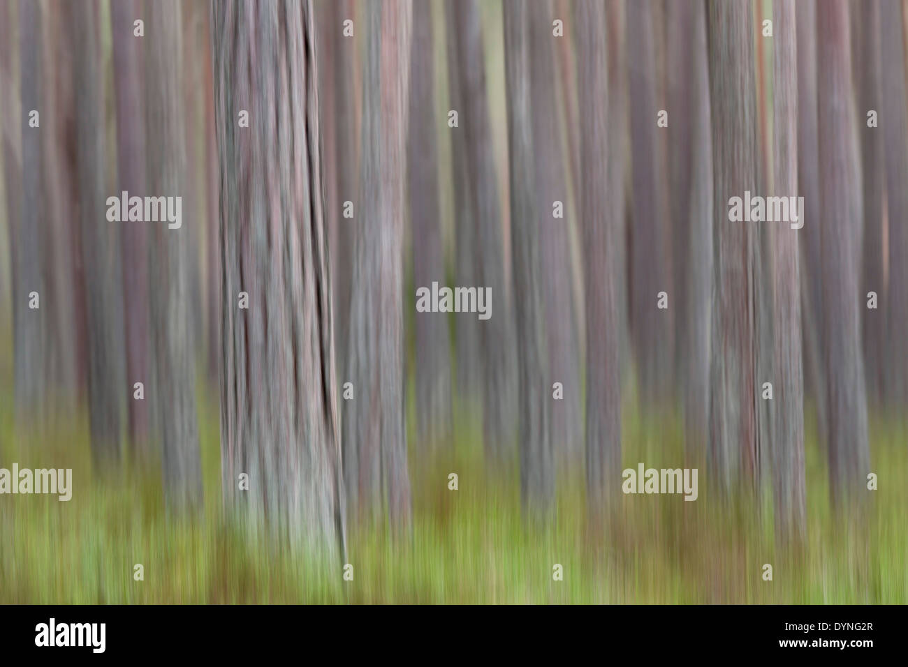 Caledonian Pineta; Nethy Bridge; Scozia - UK Foto Stock