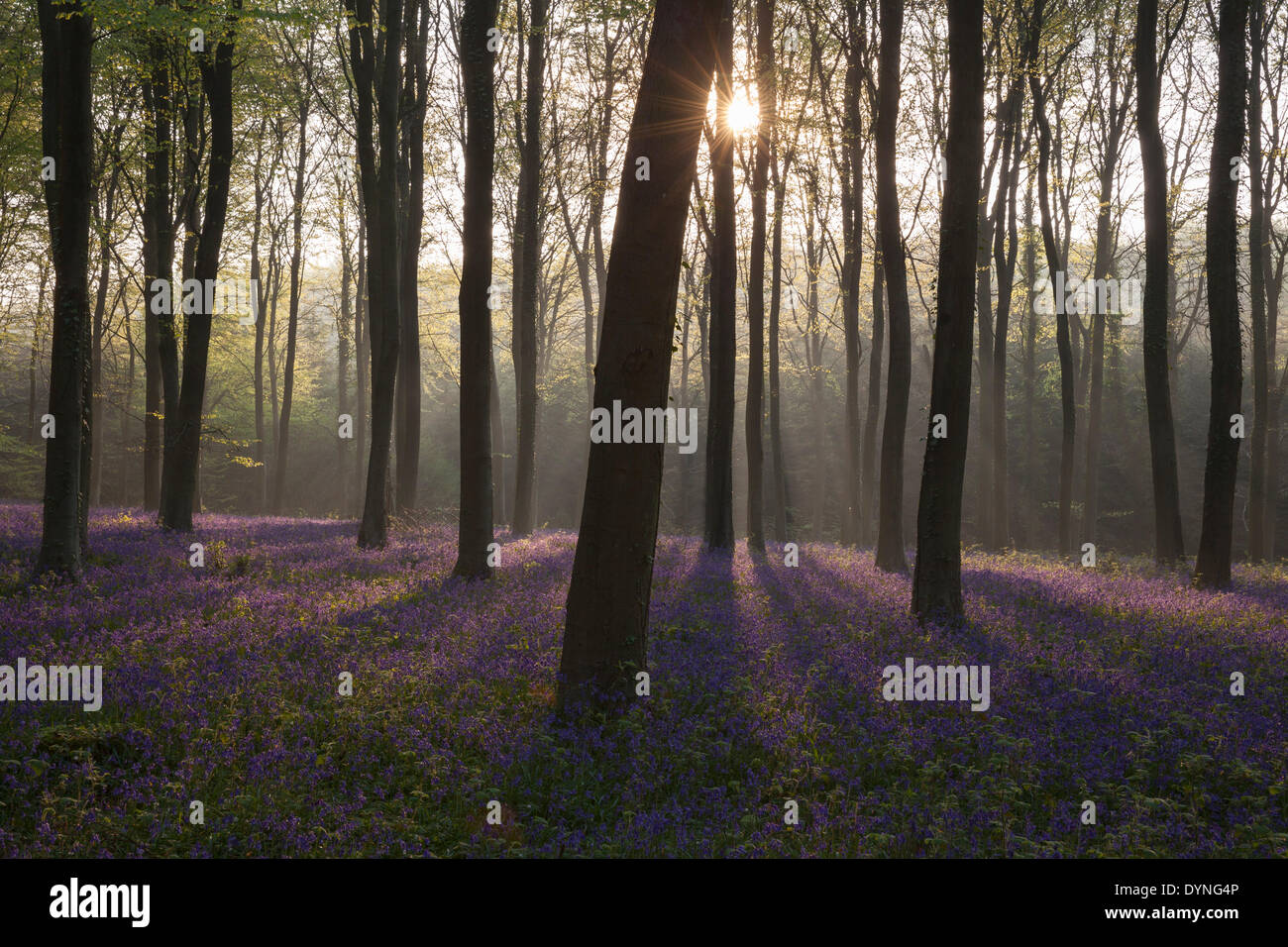 Il sun streaming attraverso la nebbia e alberi gettando ombre su un tappeto di bluebells inglese in un bosco nel West Sussex, in Inghilterra Foto Stock